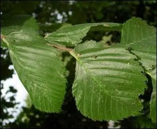 À quel arbre dont l'écorce est fissurée quand il est adulte, ces feuilles caduques appartiennent-elles ?