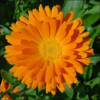 Quel autre nom que calendula donne-t-on à cette fleur ?
