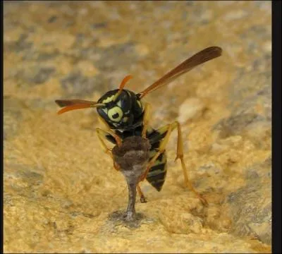Où habite la guêpe potière ou maçonne ?