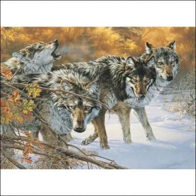 Rassemblés pour la pose ou préparation avant la chasse.