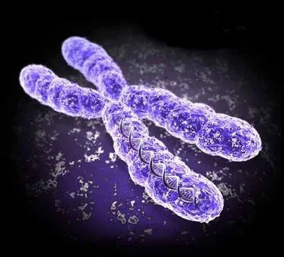 Les chromosomes, souvent compars  des filaments, se trouvent dans le noyau des cellules humaines et sont  l'origine de nos caractres. Combien avons-nous de chromosomes ?