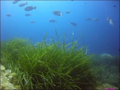 Ces plantes, non des algues, croissent en milieu aquatique mditerranen.