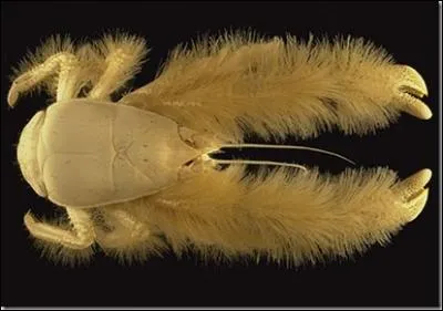 Quel est cet animal ?