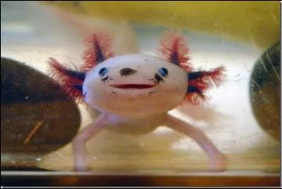 Quel est cet animal ?