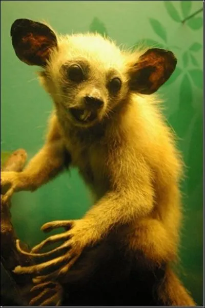 Quel est cet animal ?