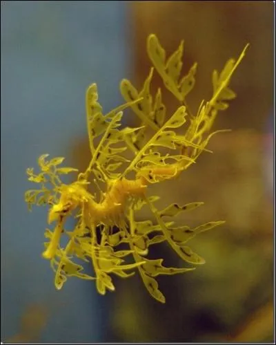 Quel est cet animal ?