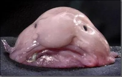 Quel est cet animal ?