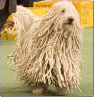 Quel est cet animal ?