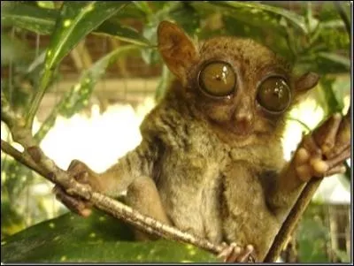 Quel est cet animal ?