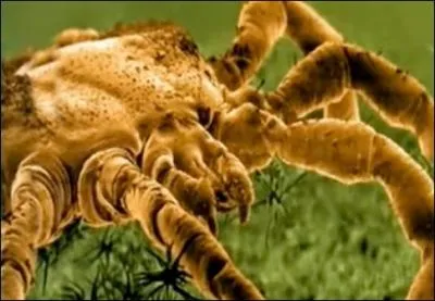 Il est capable de changer de sexe trs rapidement, c'est un petit animal trs attachant, trop mme pour certains, aux dernires nouvelles, il serait en voie de disparition, pour cause ...