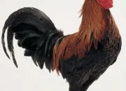 Quiz Animaux en anglais