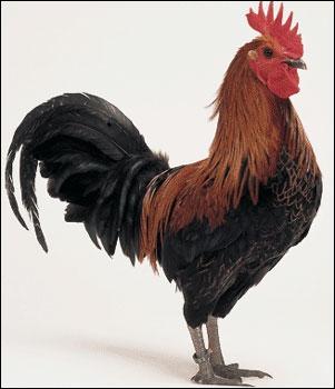 Comment dit-on le  coq  ?