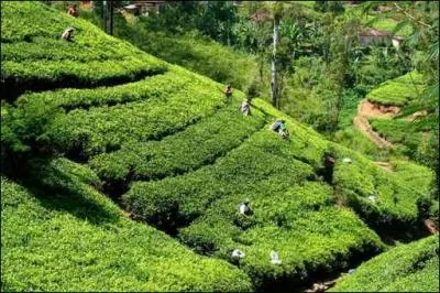 D'o est originaire le th ?