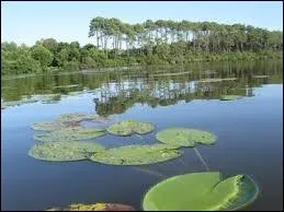 Grandes antilopes africaines