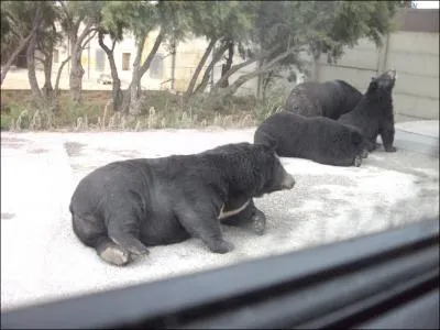 Quel est cet animal ?