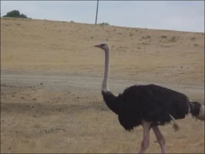 Quel est cet animal ?