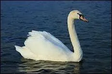 Quel est cet animal ?