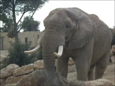 Quel est cet animal ?