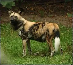 Quel est cet animal ?