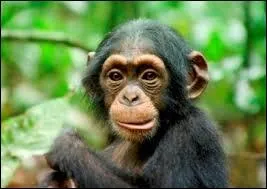 Quel est le titre de ce film ?