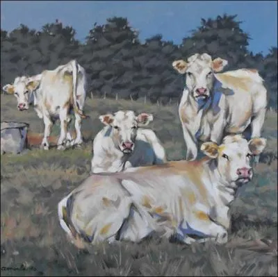 La race bovine blonde d'Aquitaine est rpute ... . .