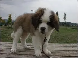 Un dogue qui s'incruste dans l'existence de Tom Hanks (1989) :