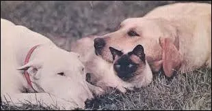 Deux chiens et un chat traversent le Canada (Disney, 1963) :