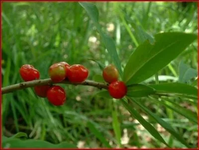 Quel est l'autre nom du  bois-joli , arbuste dont le fruit rouge est un rgal pour les oiseaux alors qu'il est toxique pour les mammifres ?