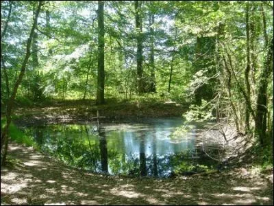 Ce musicien polonais, c�l�bre pour ses amours avec Aurore Dupin, baronne Dudevant a compos� entre autres : 21 Nocturnes et 58 Mazurkas pour piano :