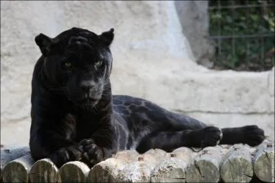 Dans ce pays, cern� par l'Oc�an Pacifique et la Mer des Cara�bes, vous pourrez, avec de la chance, admirer un jaguar noir !