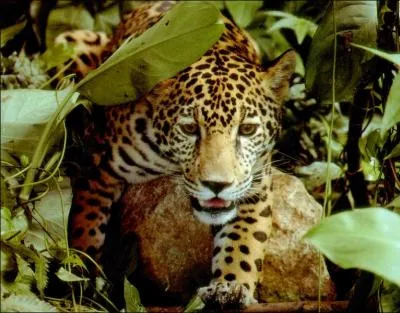 C'est l'un des plus grands lacs du monde, le WJ van Bloomenstein, le jaguar chasse dans cette immense �tendue d'eau, une v�ritable mer d'eau douce !