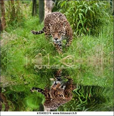Certains jaguars ont �t� aper�us au Texas ou en Arizona, venant de ce pays o� tr�nent encore des pyramides ...