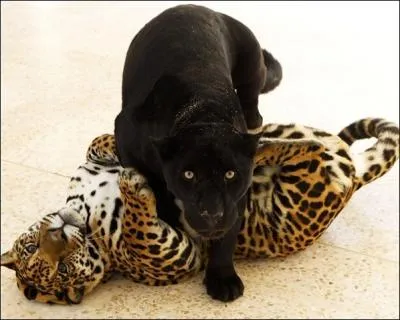 Le jaguar r�de �galement dans l'Amapa, dans cette province, l'apprentissage scolaire du fran�ais est obligatoire, alors attention au pi�ge !