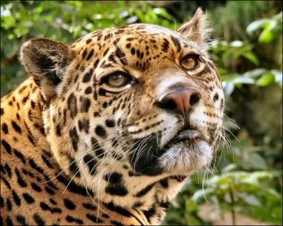 Dans ce pays, dont la capitale est Belmopan, le jaguar coule des jours heureux, car il est prot�g� !