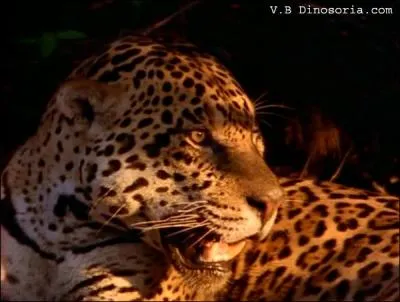 Le jaguar chasse beaucoup le long du Rio Paraguay, de ces trois pays, lequel n'est pas travers� par ce fleuve ?