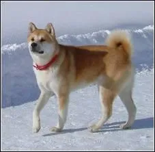 Quelle race est-ce ?