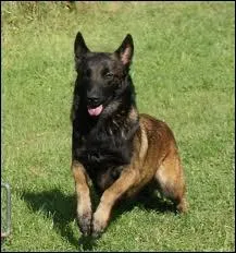 Quelle race est-ce ?