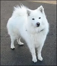 Quelle race est-ce ?