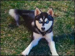 Quelle race est-ce ?