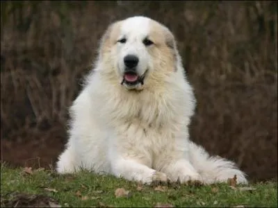 Parmi les 40 barons, tait prsent celui que l'on surnommait  Le lion des Pyrnes  et qui a fait l'objet d'une srie tlvise avec Jean-Claude Drouot :