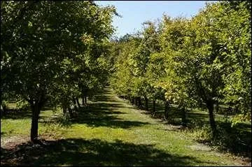 Qui dit Lot-et-Garonne dit gastronomie (comme toute rgion franaise d'ailleurs... ) et je vous prsente le prunier d'Ente, trs utile pour :