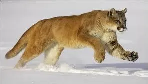 Quel est cet animal amricain ?