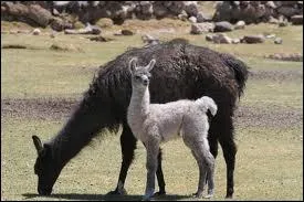 Quel est cet animal amricain ?