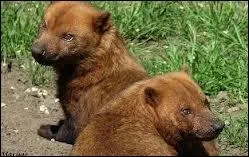 Quel est cet animal amricain ?