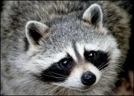 Quel est cet animal amricain ?