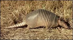 Quel est cet animal amricain ?