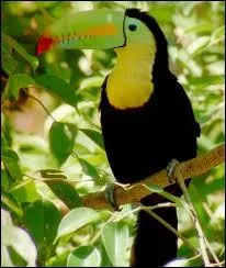 Quel est cet animal amricain ?