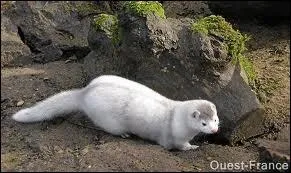 Quel est cet animal amricain ?