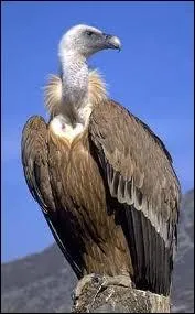 Quel est cet animal amricain ?