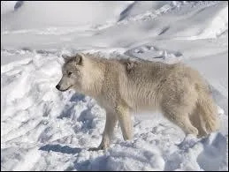 Quel est cet animal amricain ?